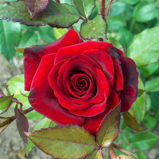 English Rose with Pot