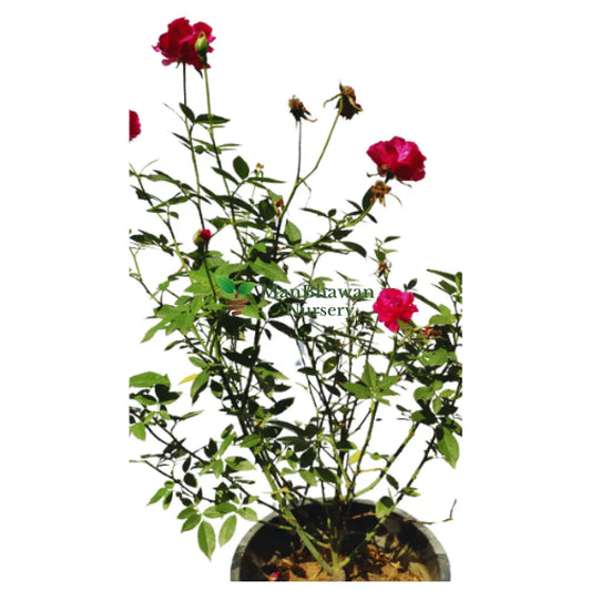 Rosa Centifolia Desi Rose