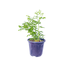 Shop Online for Rose Creeper Plant: Create Your Own Floral Canop