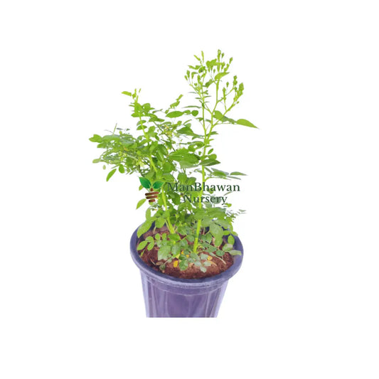 Online Shopping: High-Quality Rose Creeper Plant for Sale