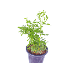 Online Shopping: High-Quality Rose Creeper Plant for Sale