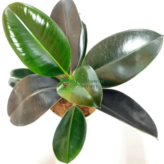 online rubber plants, best rubber plants near me, best rubber plant for home, buy online air-purifying plant, vastu plants online