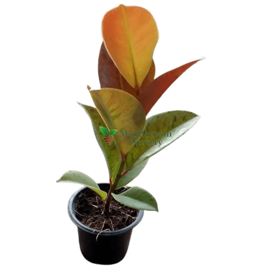 Rubber Plant Variegated