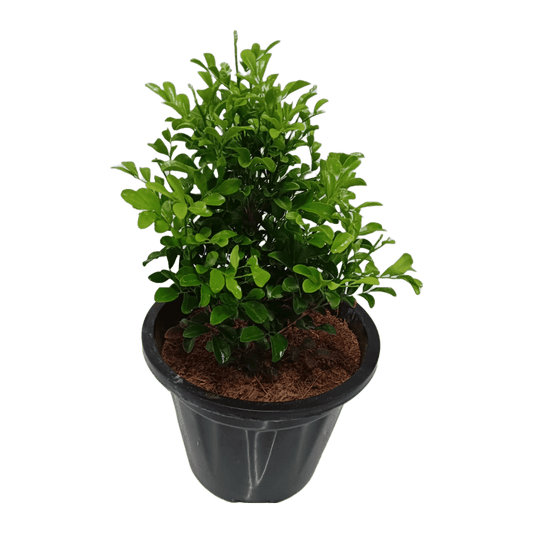 Online plant shopping: Buy Dwarf Murraya Kamini for a fragrant garden addition, Purchase a compact Dwarf Murraya Kamini plant online for delightful blooms, Order a charming Dwarf Murraya Kamini plant online to enhance your greenery