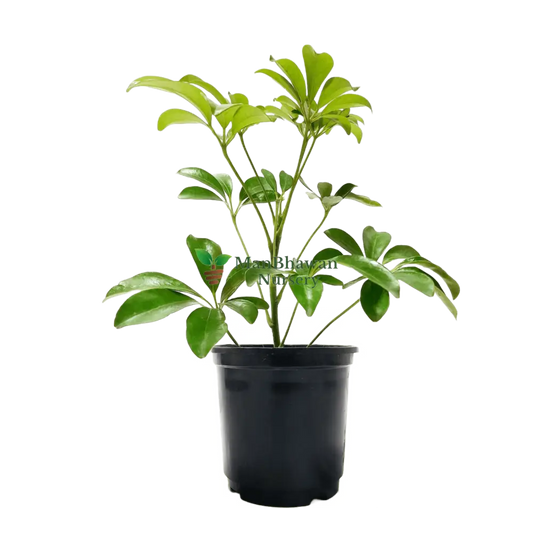 Schefflera Plant