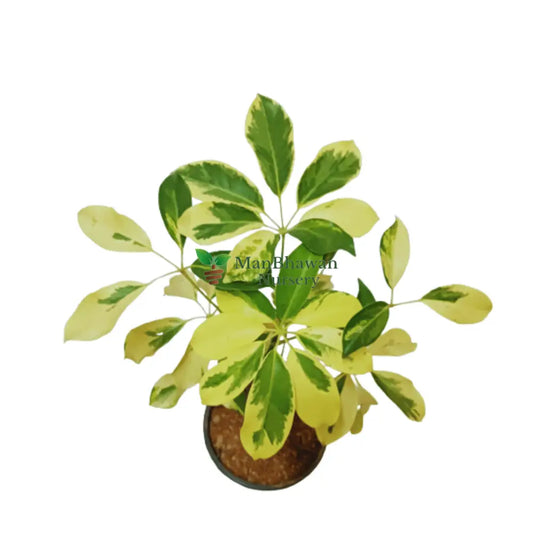 Schefflera Variegated Neon Plant