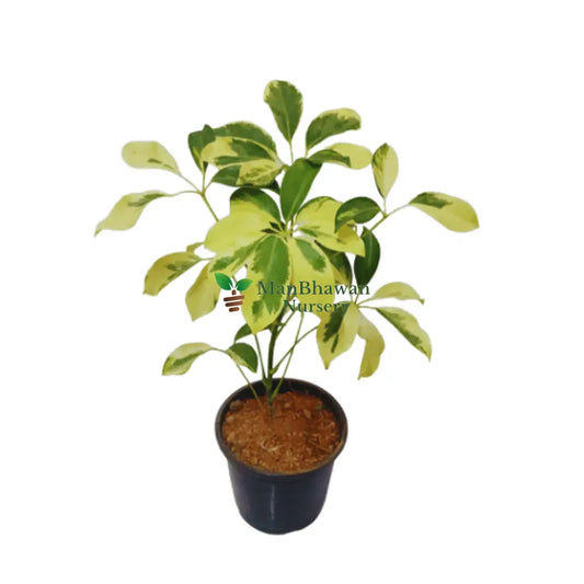 Schefflera Variegated Neon Plant