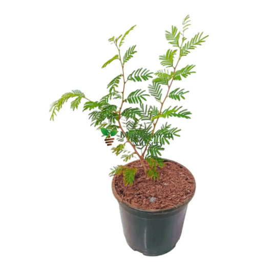 buy online shami plants, low maintenance plant, buy plants for home, online plants, plants nursery near me