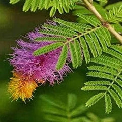 shop for best shami plants, shami plants near me, nursery for plants, plants and nursery, online nursery, plants under 99