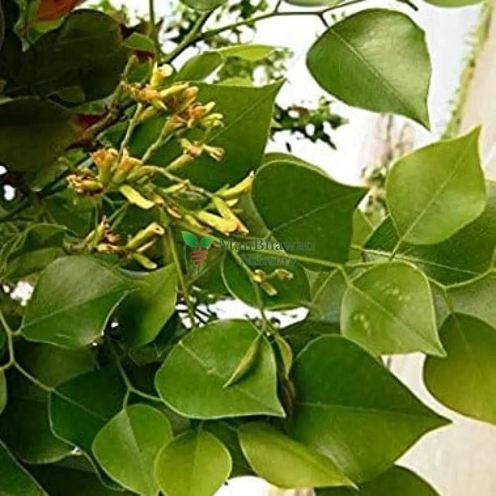 Sheesham Tree