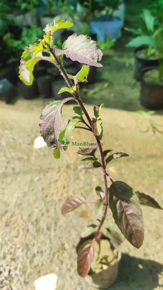 Shyama/Krishna Tulsi - Black Tulsi