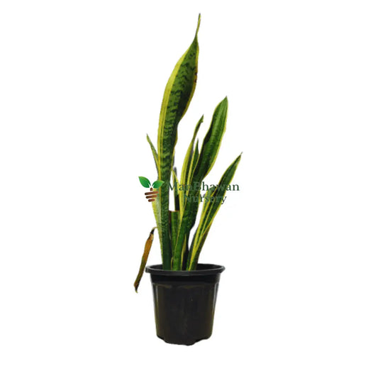 Snake Plant Golden 4 Inch pot