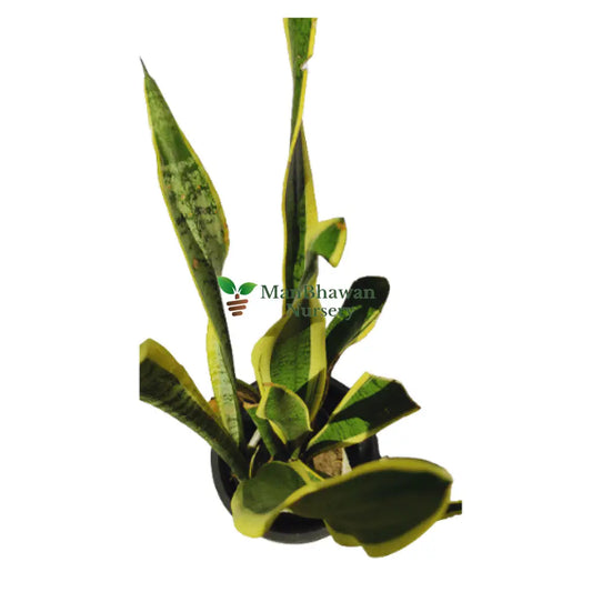 Snake Plant Golden