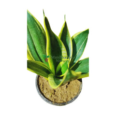 Snake Plant Golden Dwarf or Jade Lotus