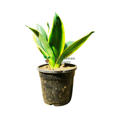 Snake Plant Golden Dwarf or Jade Lotus