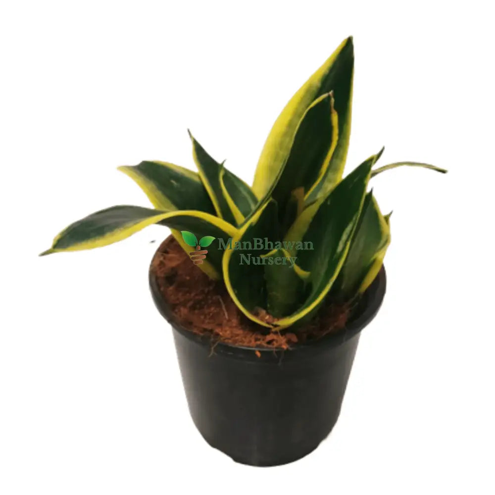 Snake Plant Golden Dwarf or Jade Lotus