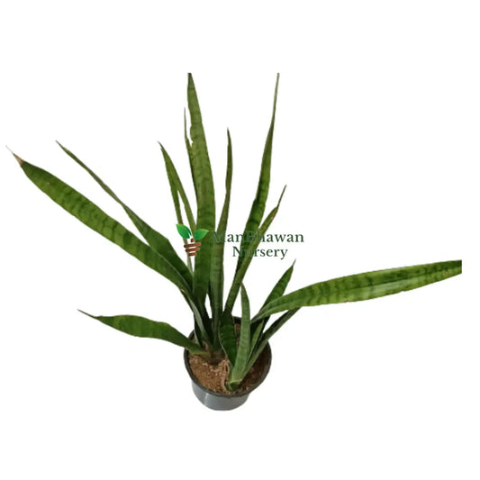 Snake Plant Green