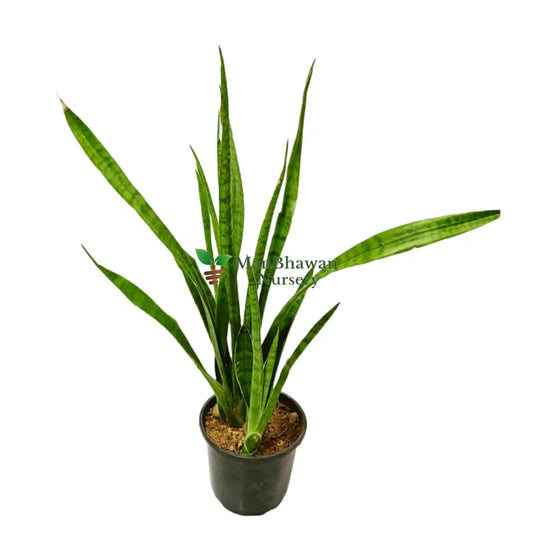 Snake Plant Green