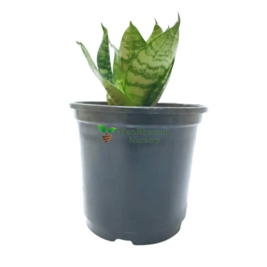 Snake Plant Green Dwarf