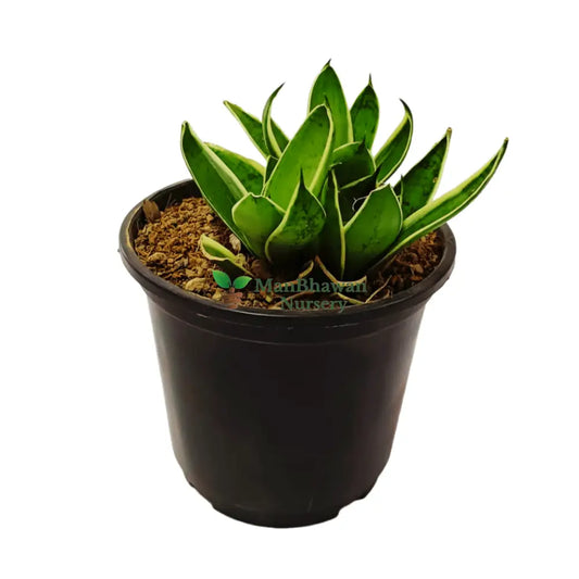 Snake Plant Yellow 4 Inch Pot