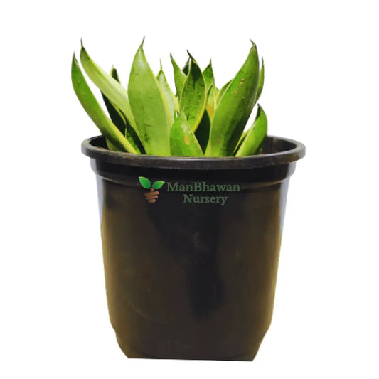 Snake Plant Yellow 4 Inch Pot