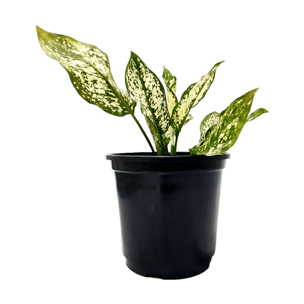 Aglaonema Snow White Plant ManBhawan Nursery