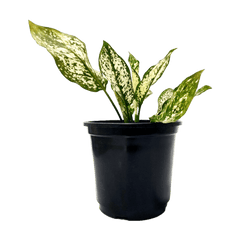 5 Best Air Purifying Plants Combo - Dieffenbachia, Petra Croton, Ficus Lyrata , Aglaonema, Peperomia