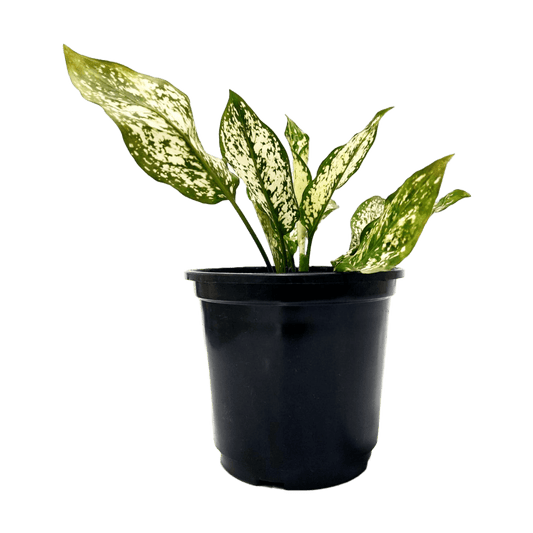 white snow plant, aglaonema plant buy online, online indoor plants, online plant nursery, best aglaonema plant online