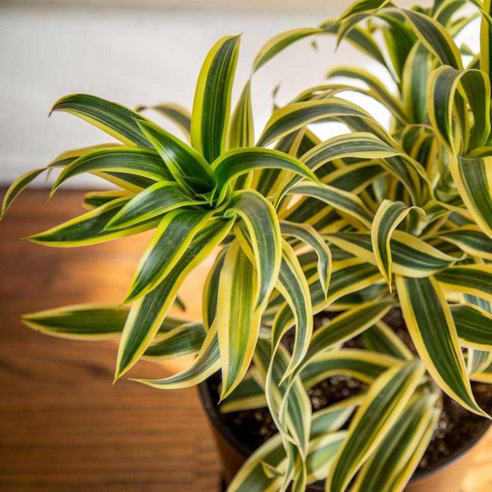 Dracaena Reflexa / Song of India Plant