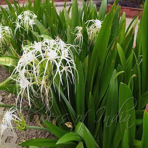 Spider Lily