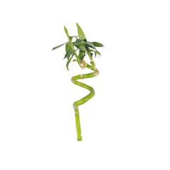 bamboo spiral stick at lowest price