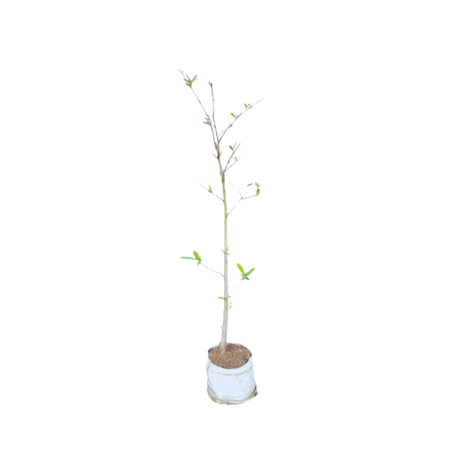 Order Stevia Plant Online: Bring Home the Sweetness of Stevia Leaves
