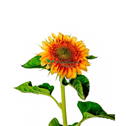 Sunflower Plant