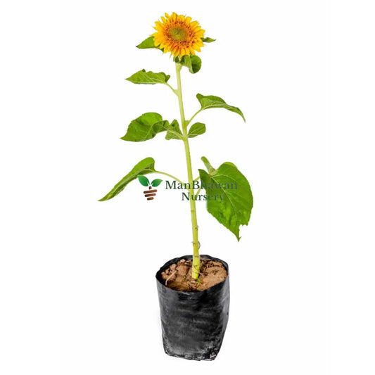 Sunflower Plant