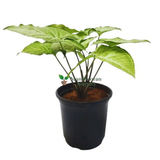 Syngonium Green Plant with Pot