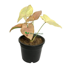 Syngonium Pink Plant with Pot 4 Inch Pot