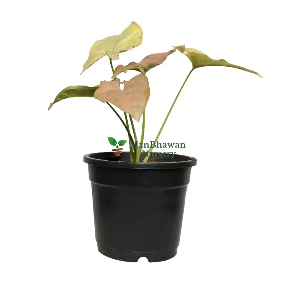 Syngonium Pink Plant with Pot 4 Inch Pot