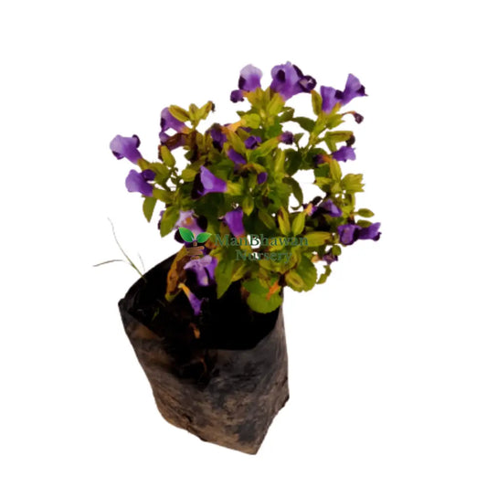 Torenia (Wishbone) Flower plant