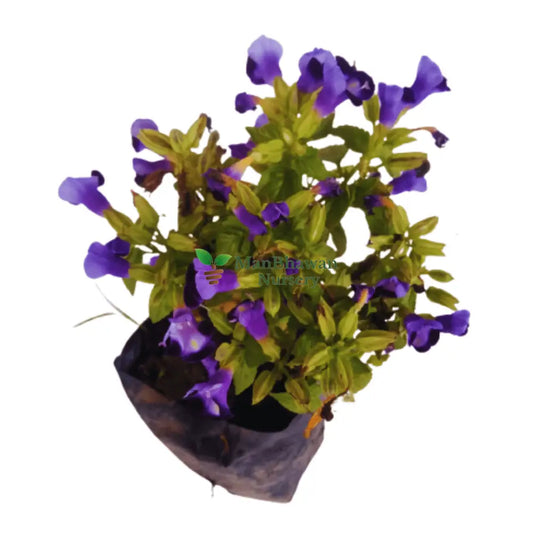 Torenia (Wishbone) Flower plant