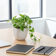 White Pothos in 5 inch Ceramic Pot