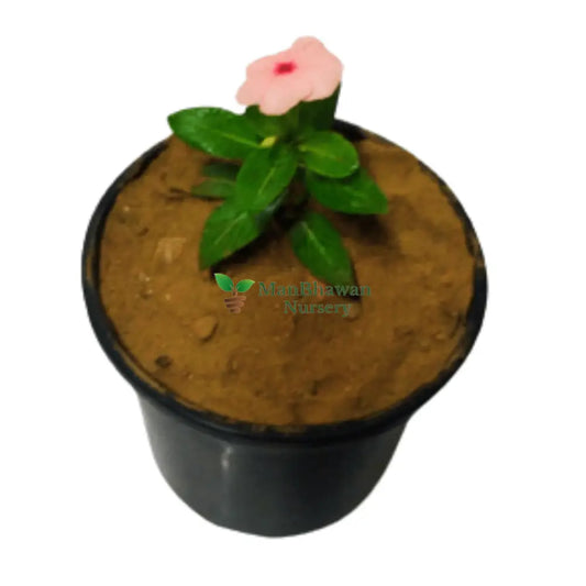 Vinca/Sadabahar Plant