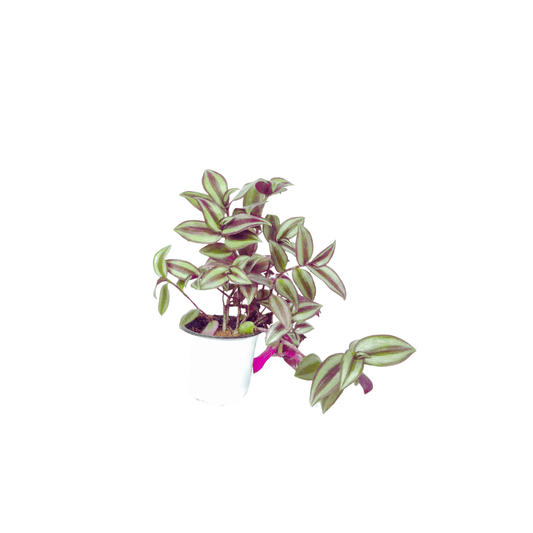 Buy Wandering Jew Plant Online: Enhance Your Decor with Graceful Foliage