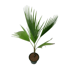 Best 5 Outdoor Plant Combo - Golden Cypress, Bleeding Heart, Boston fern, Fan Palm-Washingtonia, Chandni Variegated