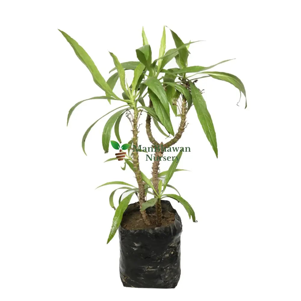 Werneria Plant
