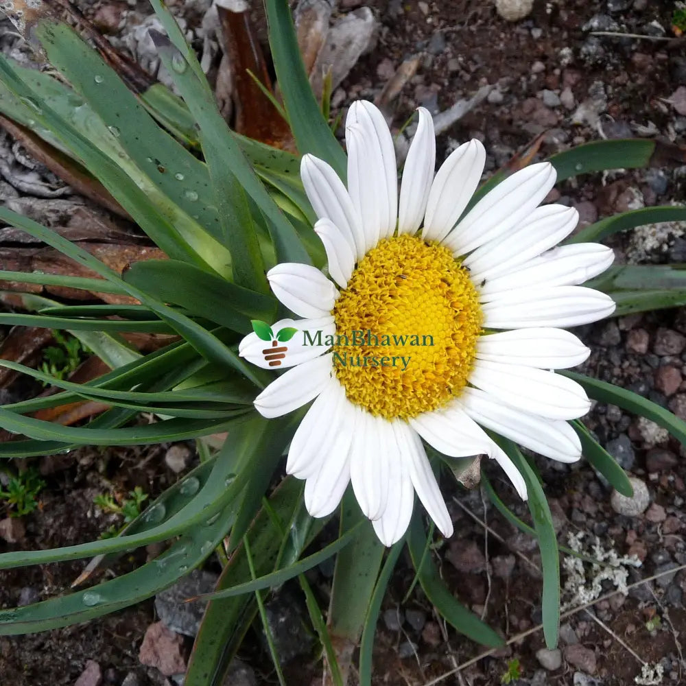 Werneria Plant