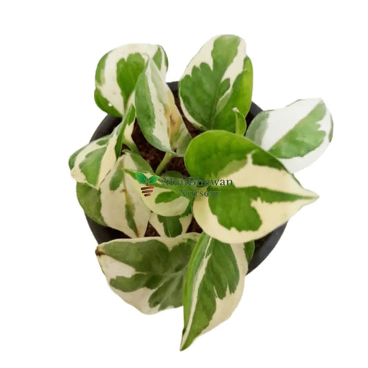 White Pothos Plant