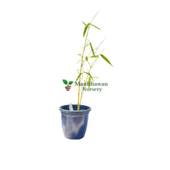 Yellow Bamboo