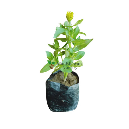 buy online zinnia dreamland plant at lowest price