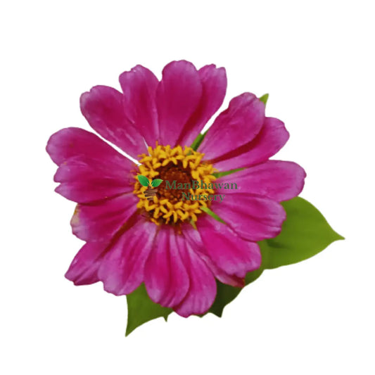 Zinnia Plant