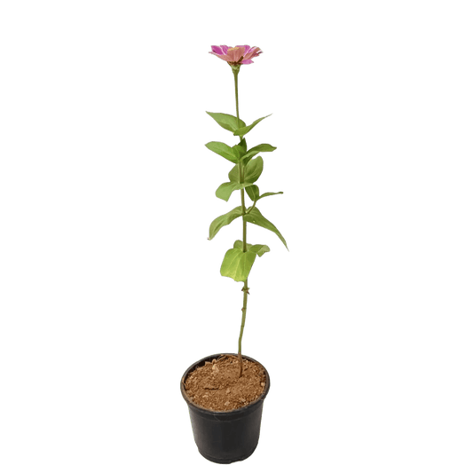 Zinnia Plant